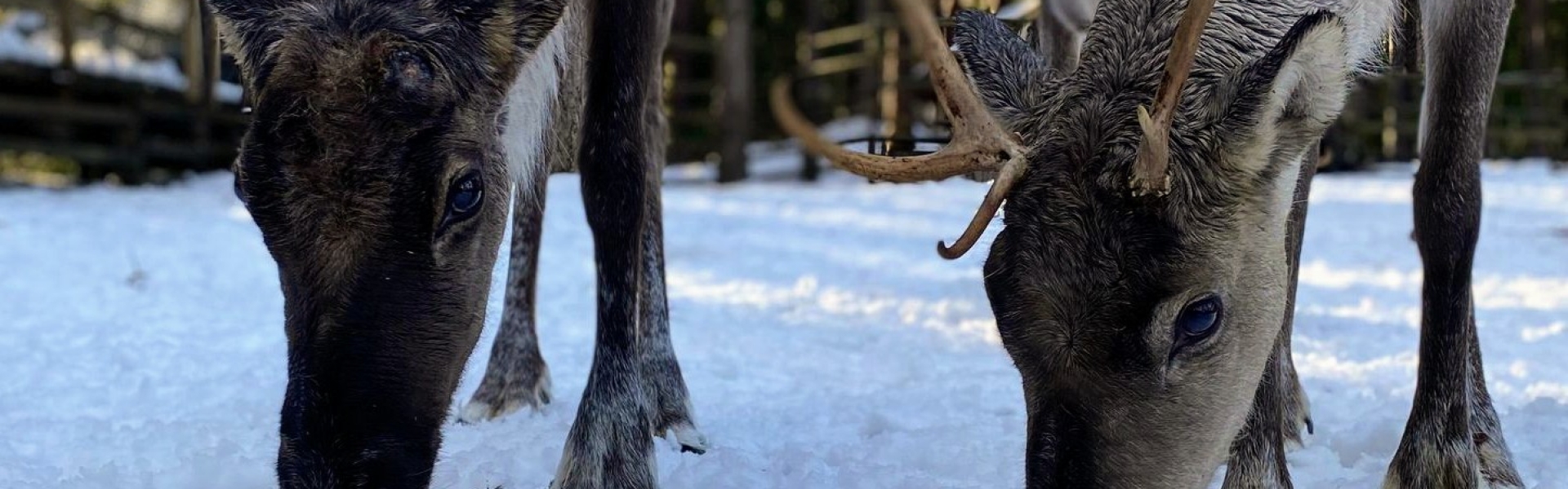 Terva on vasemman puoleinen